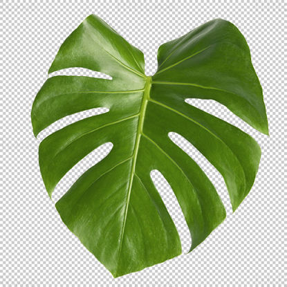 Monster leaf png
