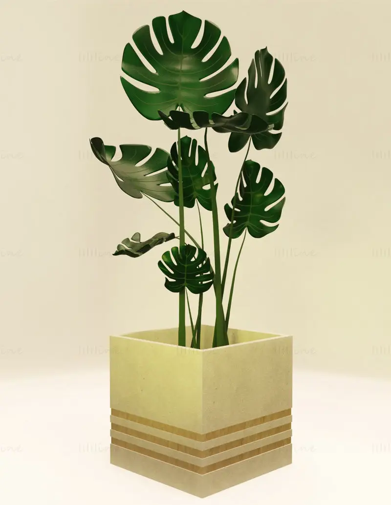 Planta Monstera em vaso de concreto e madeira modelo 3D