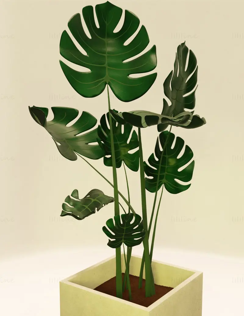 Planta Monstera em vaso de concreto e madeira modelo 3D