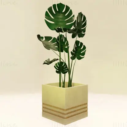 گیاه مونسترا در گلدان بتنی و چوبی مدل سه بعدی