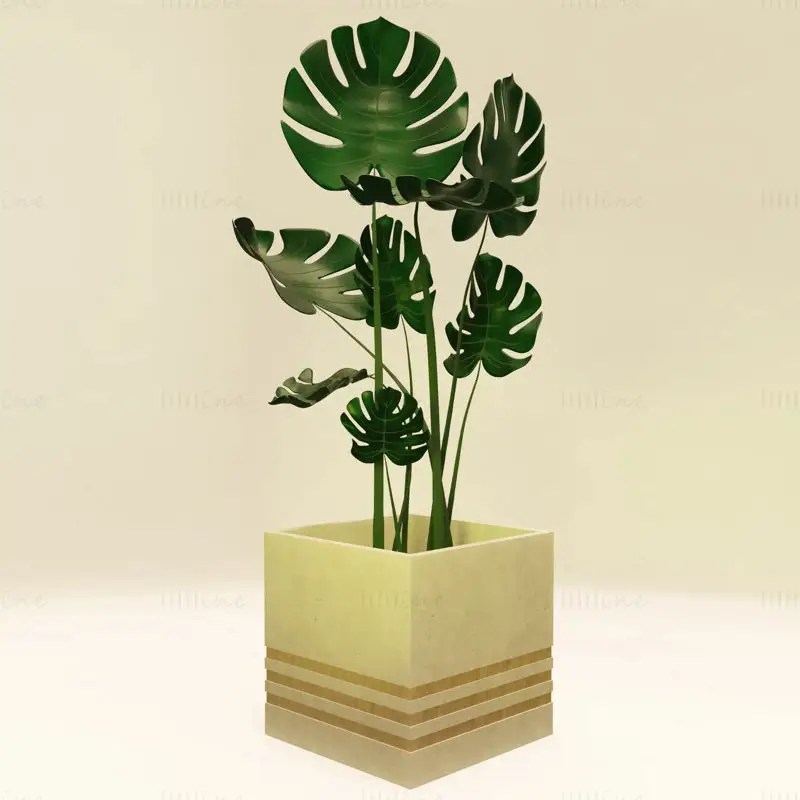 混凝土和木盆中的龟背竹 3d 模型