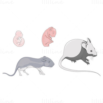 Mouse development vector illustration