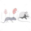 Mouse development vector illustration