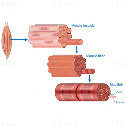 Muscle anatomy vector