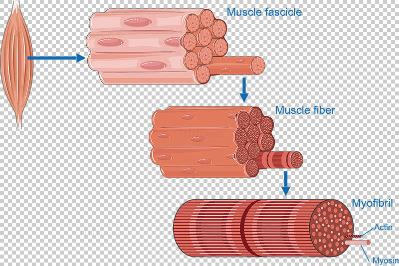 Muscle anatomy vector