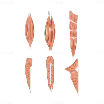 Muscles vector