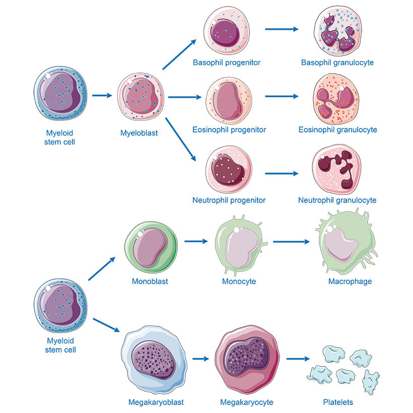 Myelopoiesis vector