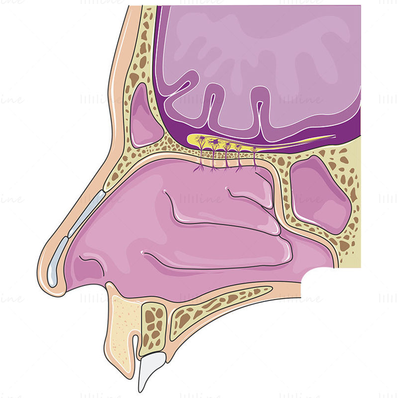 Nasal cavity vector