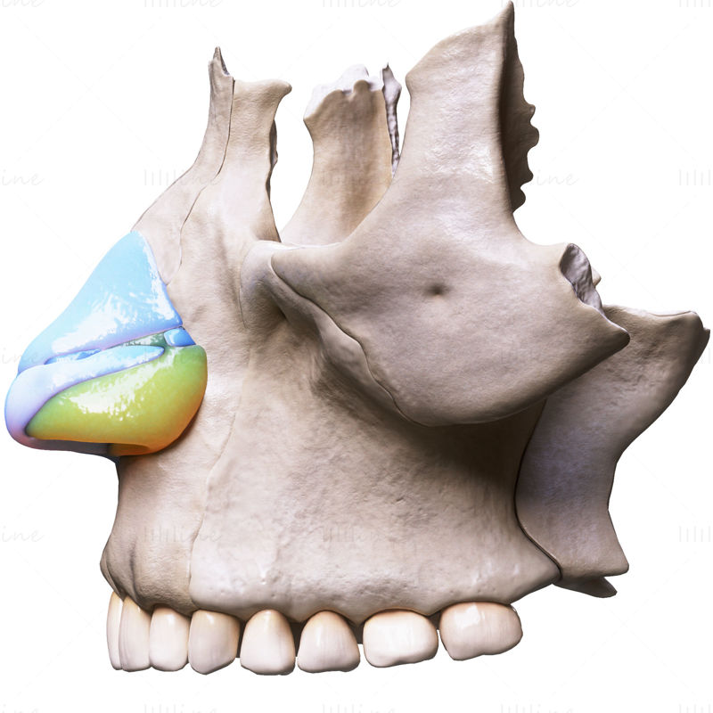 3D модел на човешка анатомична структура на носа