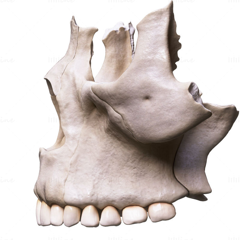 Structure de l'anatomie humaine nasale modèle 3D