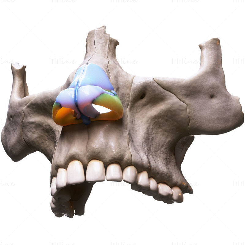 3D модел на човешка анатомична структура на носа