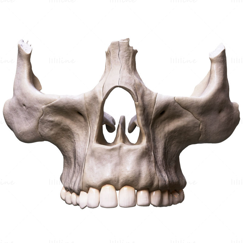 Modelo 3D de estructura de anatomía humana nasal