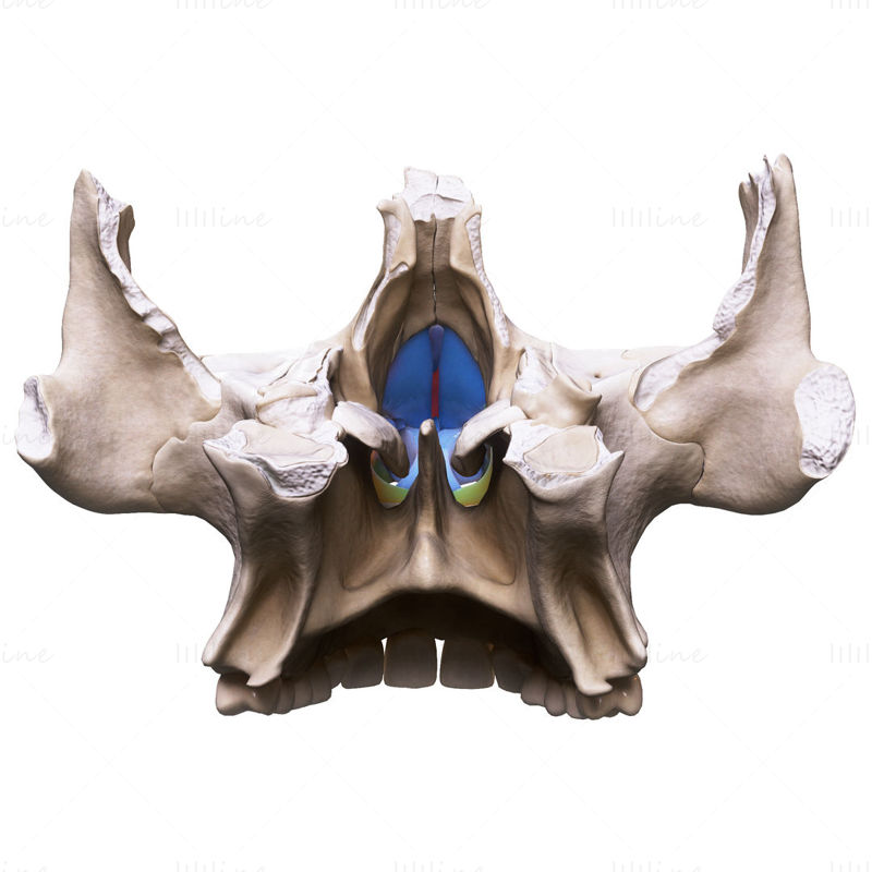 Nasal Human Anatomy Structure 3D Model