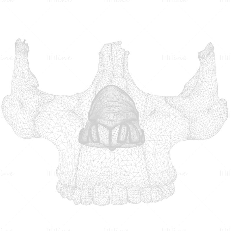 Structure de l'anatomie humaine nasale modèle 3D