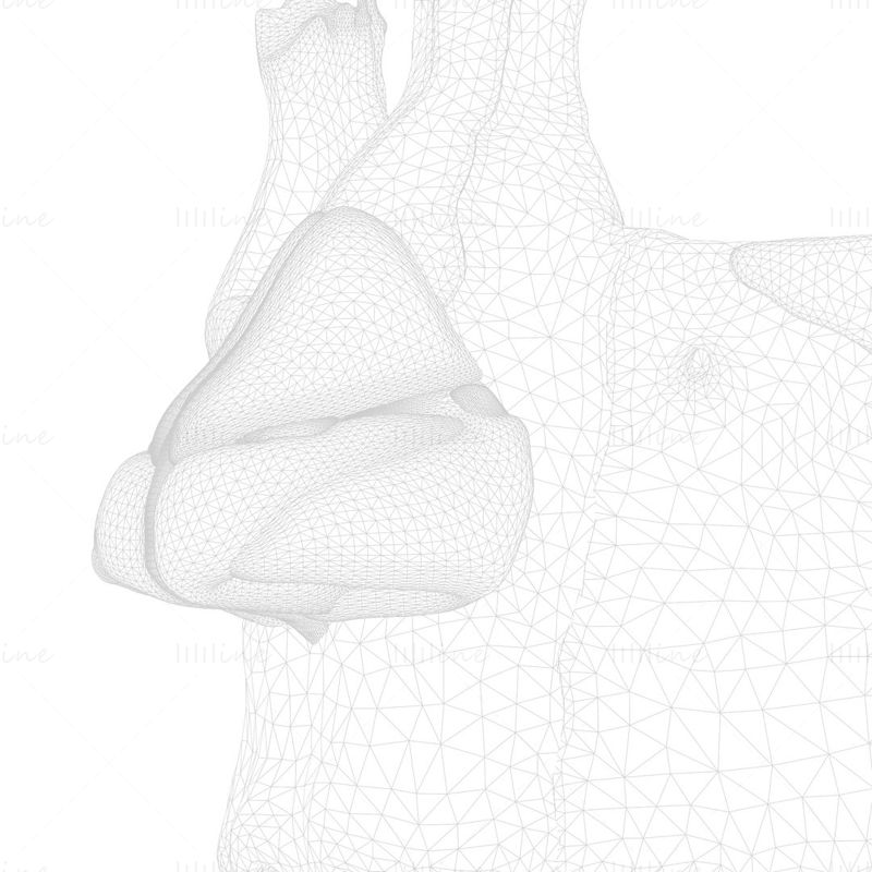 Nasal Human Anatomy Structure 3D Model