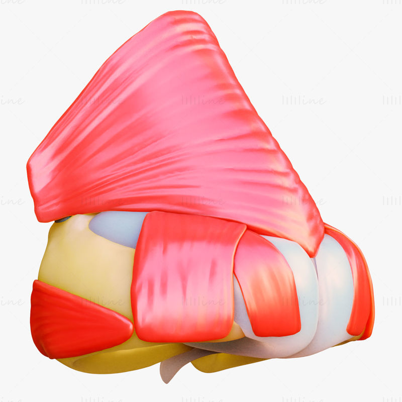 Structure nasale modèle 3D