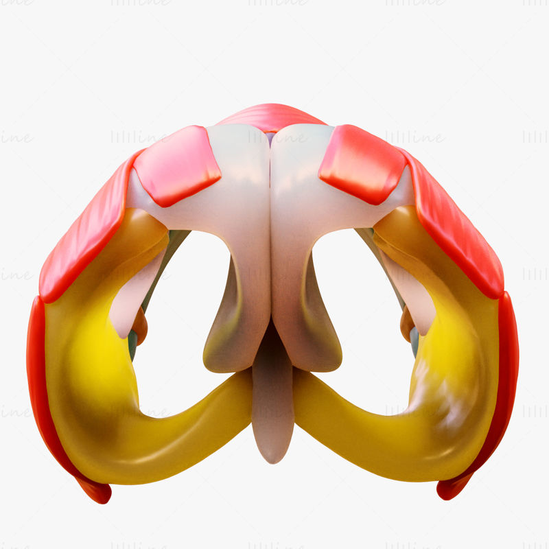 3D-Modell der Nasenstruktur