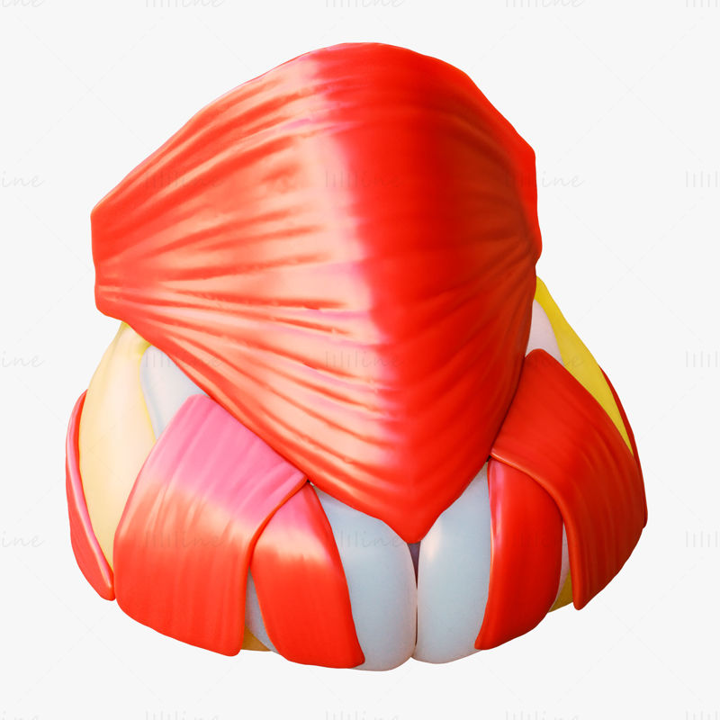 Nasal Structure 3D Model