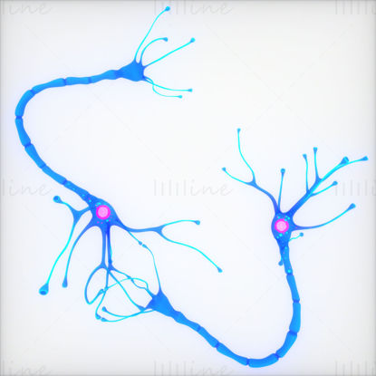 Nervecelleanatomi i detaljer Neuron 3D-modell