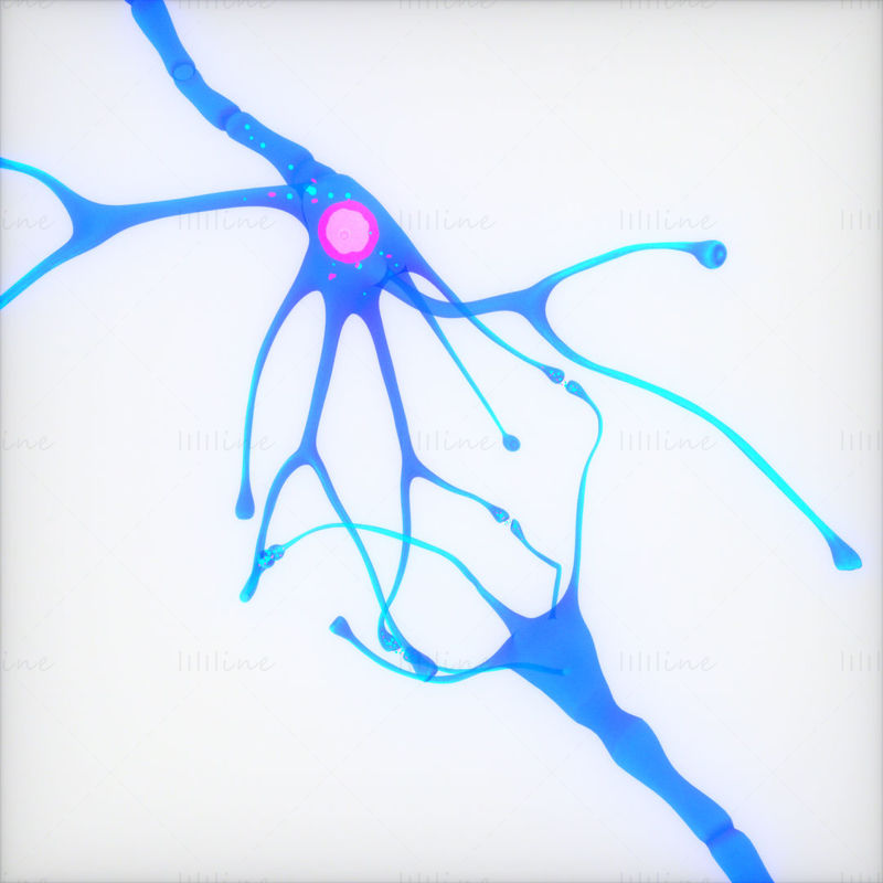 Nerve Cell Anatomy In Details Neuron 3D Model