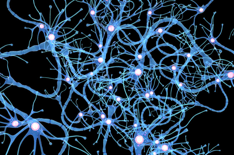 Anatomie des cellules nerveuses en détails Neuron modèle 3D