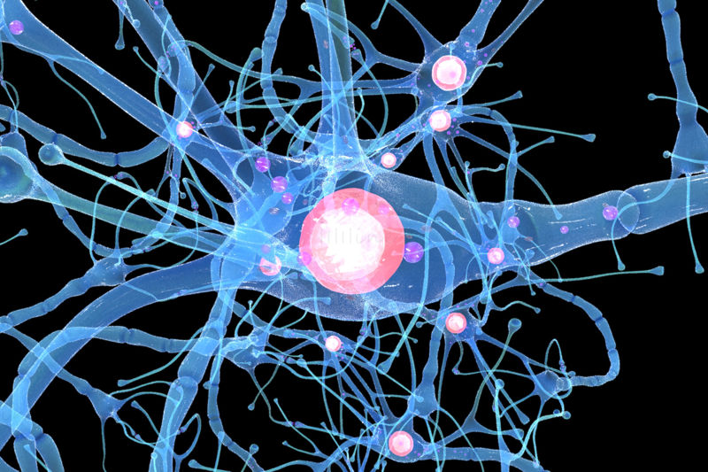 詳細な神経細胞の解剖学 ニューロン 3D モデル