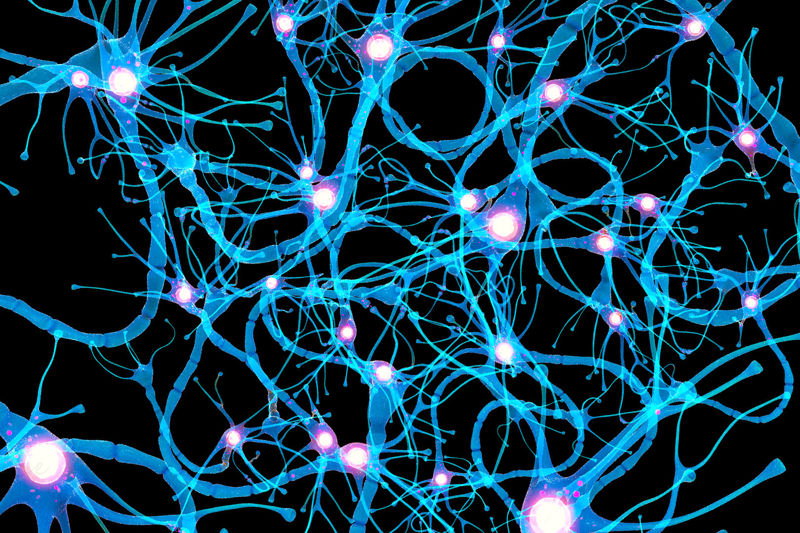 آناتومی سلول عصبی با جزئیات مدل سه بعدی نورون