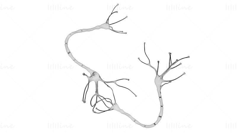 Nerve Cell Anatomy In Details Neuron 3D Model