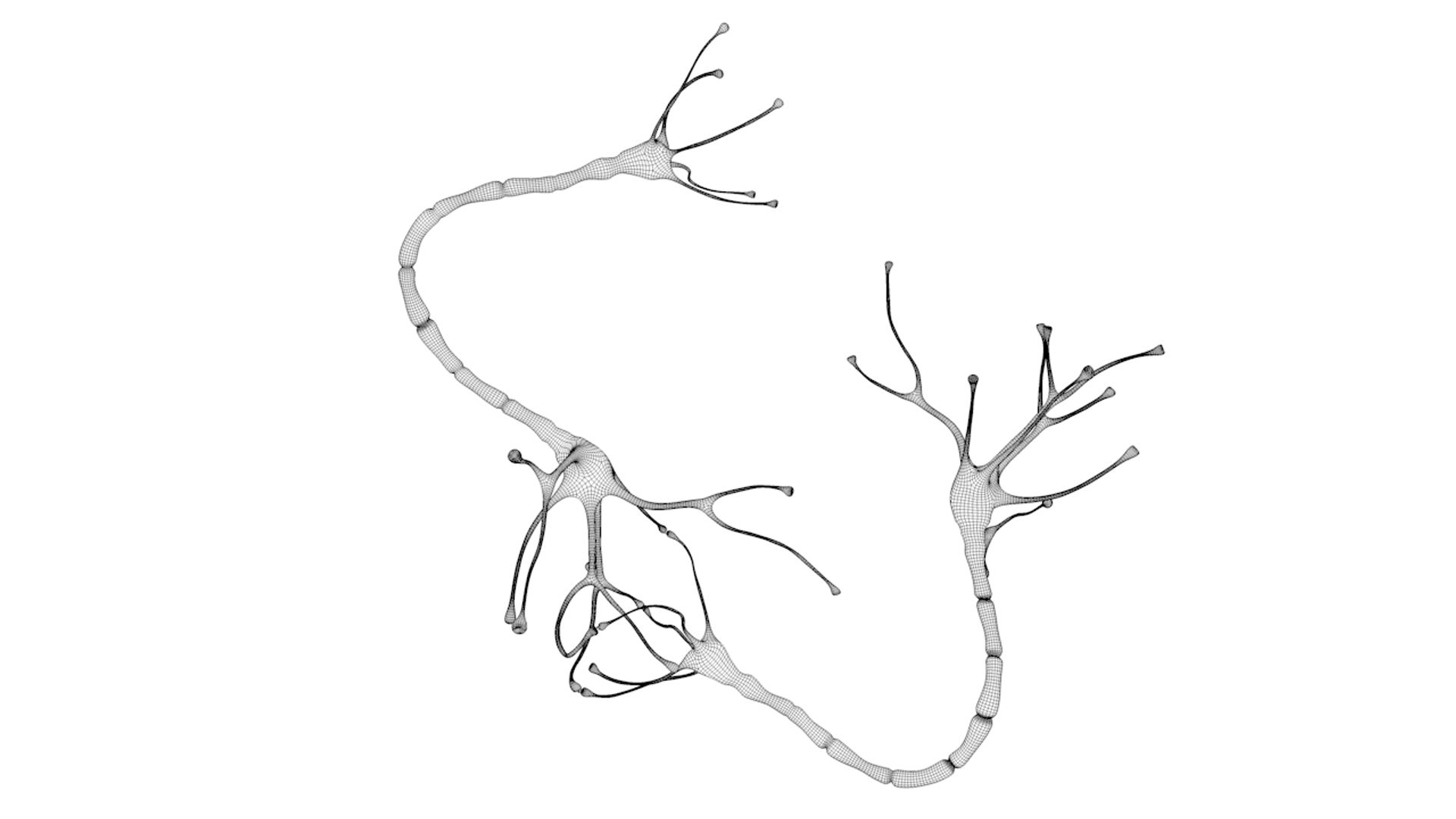 nerve-cell-anatomy-in-details-neuron-3d-model