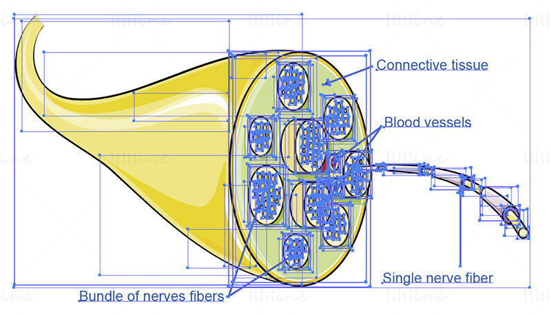 ilustração científica do vetor de nervo
