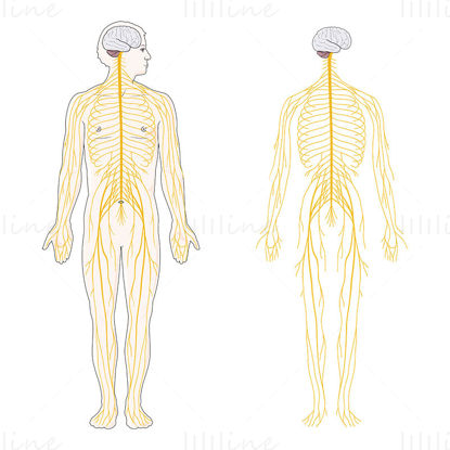 Ilustração científica vetorial do sistema nervoso