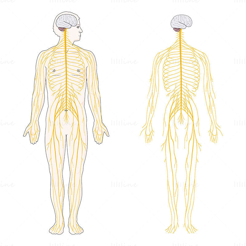 Ilustração científica vetorial do sistema nervoso