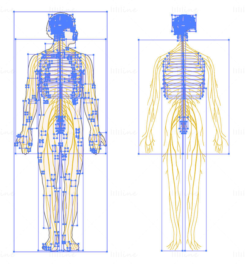 Nervous system vector scientific illustration
