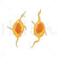 Neuroblasts vector scientific illustration