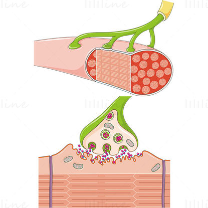 Neuromuscular synapse vector scientific illustration
