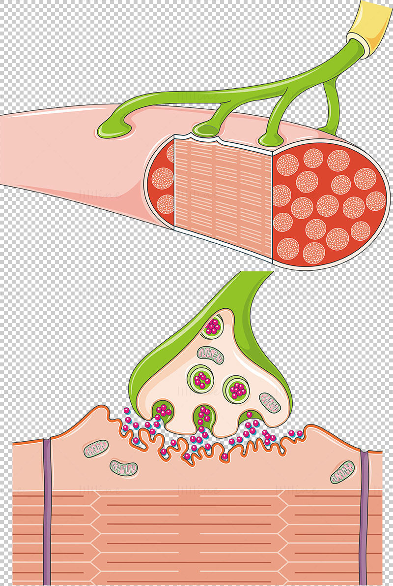 Neuromuscular synapse vector scientific illustration