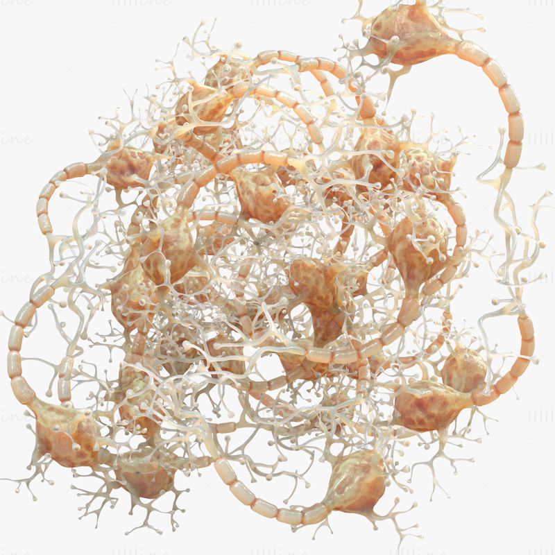 نموذج الإنسان العصبي ثلاثي الأبعاد