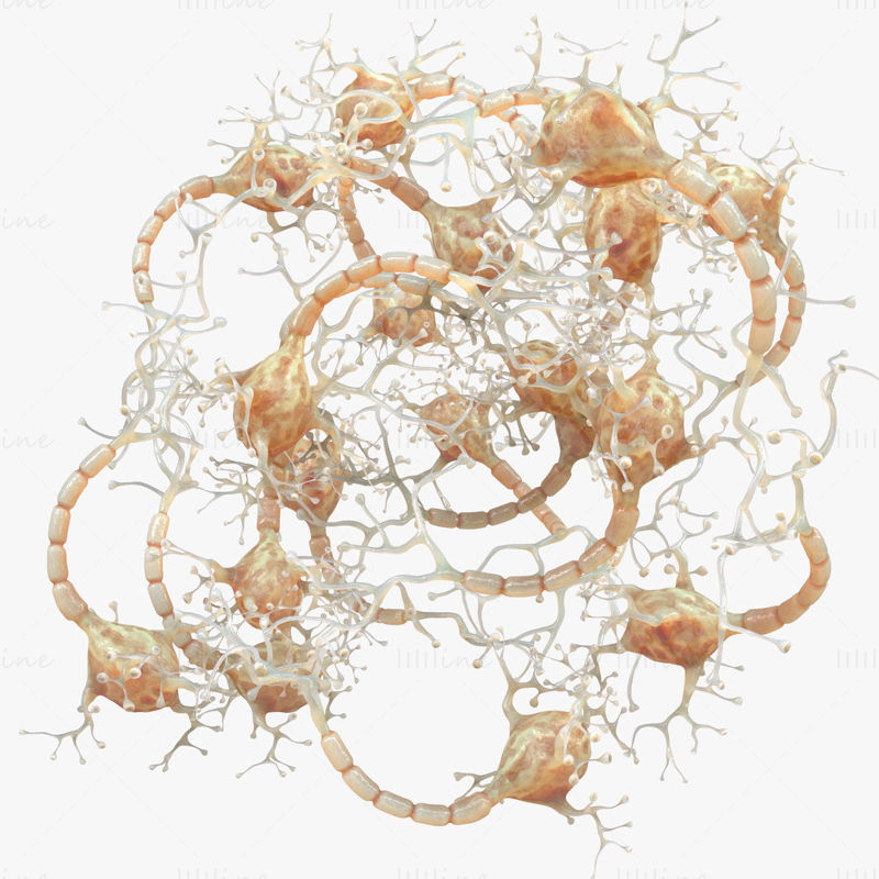 نموذج الإنسان العصبي ثلاثي الأبعاد