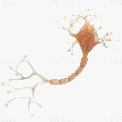 Neuron medical illustration