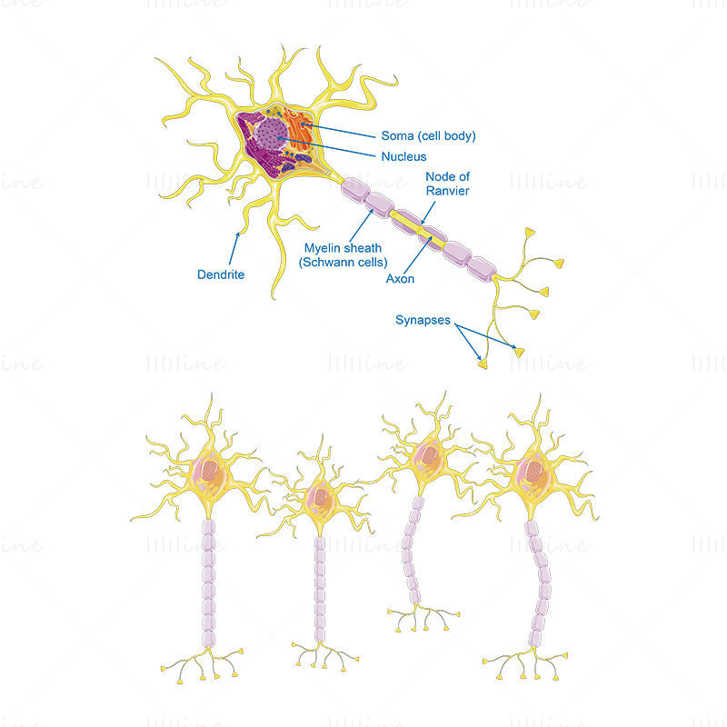 Neurons vector