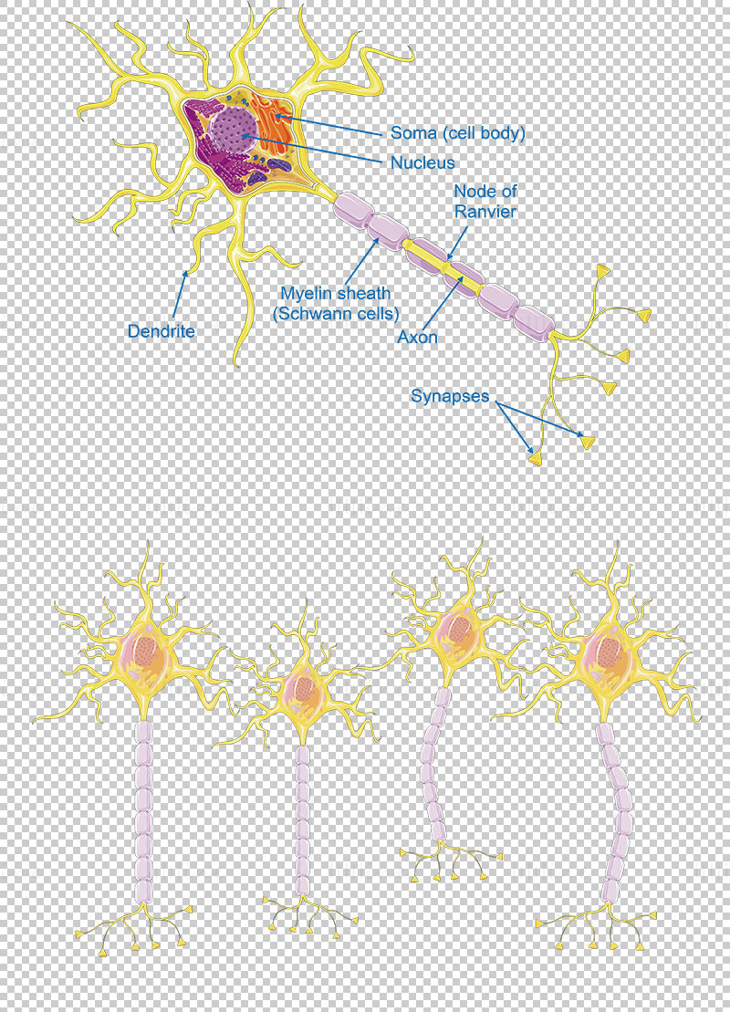 Neurons vector