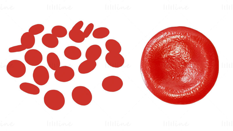 Normal Blood Cells vs Anemia 3D Model
