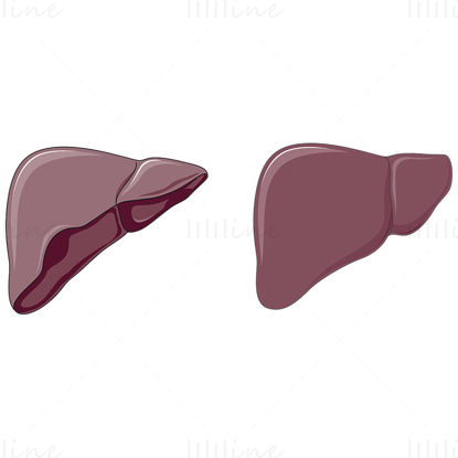 Normal Liver vector