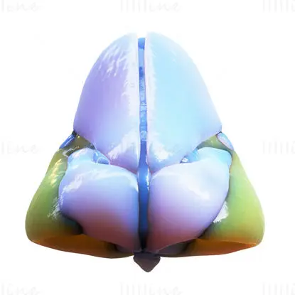 Nose cartilage front view medical illustration