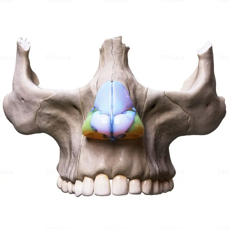 Nose cartilage with bone medical illustration