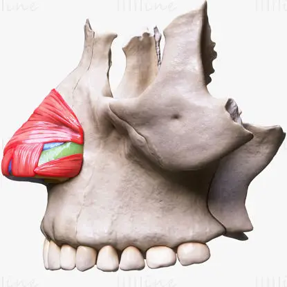 Medizinische Illustration der Nasenmuskulatur