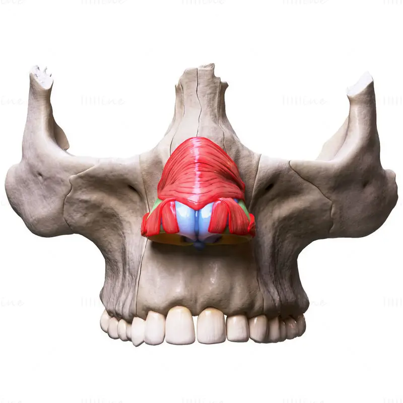 Nose structure bone medical illustration