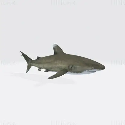 Oceanic White Tip Shark 3D Print Modell