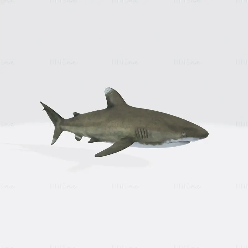 Oceanic White Tip Shark 3D-utskriftsmodell