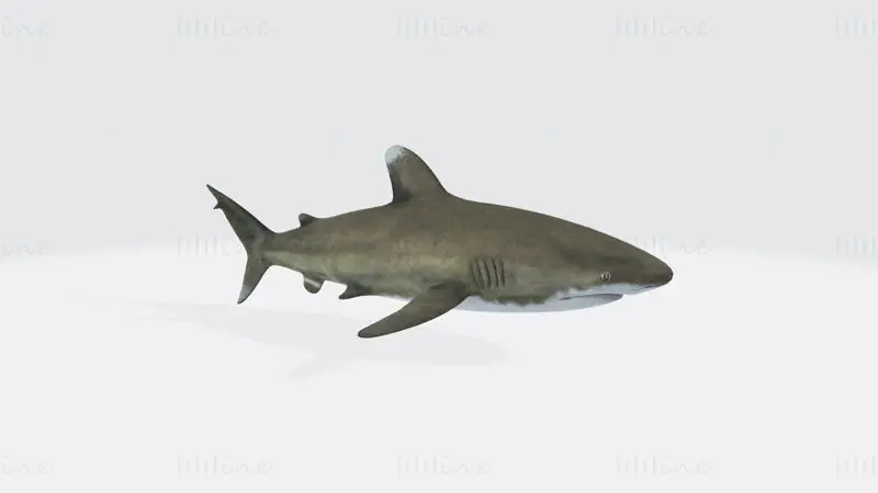 Oceanic White Tip Shark 3D Print Modell